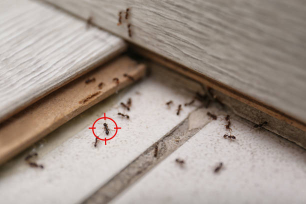 Wildlife Control Services in Oakley, CA
